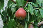 خوج , European Pear